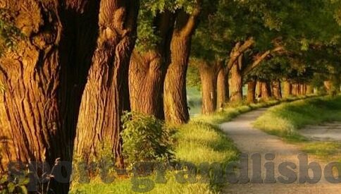 足球比分角球8-深度解析，足球比分中角球8的战术价值与实战启示